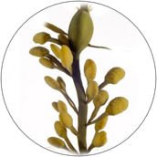 Ascophyllum Nodosum Extract - Wyciąg z alg brunatnych
